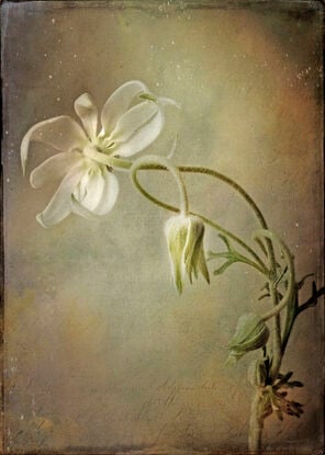 Vintage feel Flannel flower and buds on golden painted background.