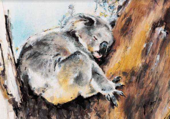 Koala