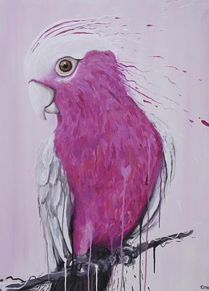 (CreativeWork) Bird Series - Pink Galah - Limited Edition Print Ed. 2 of 250 by Tank .. Reproduction Print. Shop online at Bluethumb.