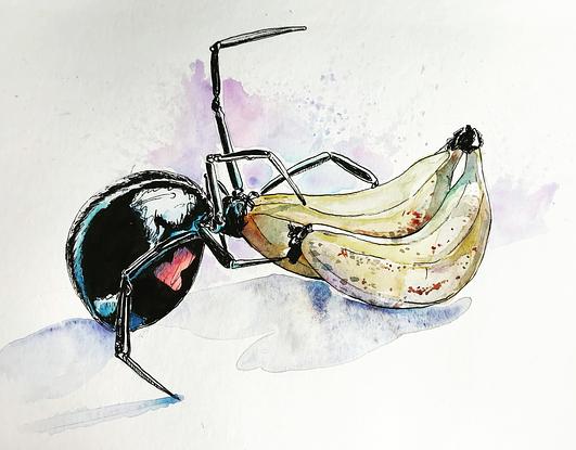 (CreativeWork) Black Widow and Banana by Emily Davis. Watercolour. Shop online at Bluethumb.