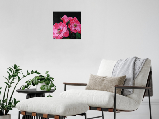 Gorgeous pink roses on black background