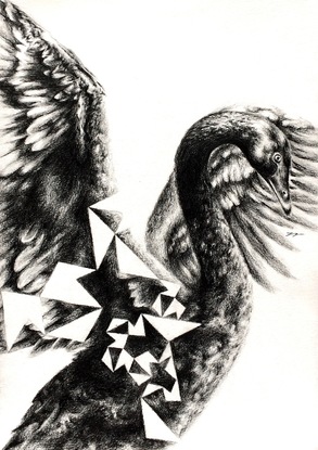 (CreativeWork) Black Swan Pentigree by Jahne Meyer. Drawing. Shop online at Bluethumb.