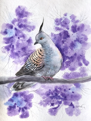 (CreativeWork) Crested pigeon on jacaranda — framed original watercolour by Irina Redine. Watercolour. Shop online at Bluethumb.