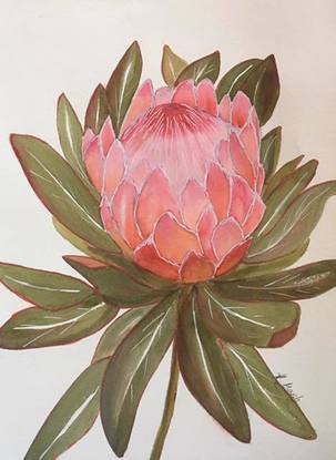 (CreativeWork) Pink Protea by Hilde Marsh. Watercolour. Shop online at Bluethumb.