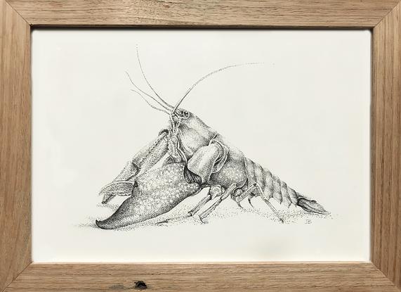 (CreativeWork) Cherax Destructor by Jess Black. Drawing. Shop online at Bluethumb.