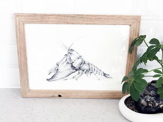 (CreativeWork) Cherax Destructor by Jess Black. Drawing. Shop online at Bluethumb.