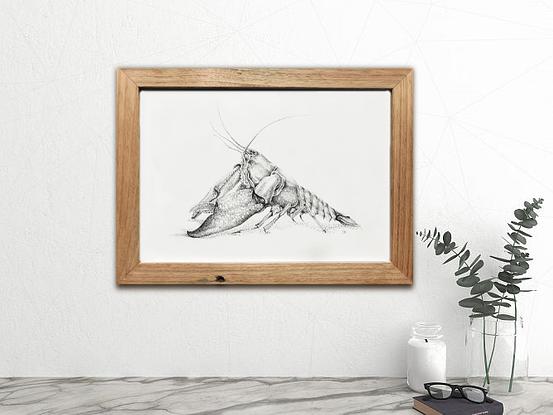 (CreativeWork) Cherax Destructor by Jess Black. Drawing. Shop online at Bluethumb.