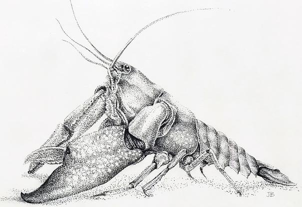 (CreativeWork) Cherax Destructor by Jess Black. Drawing. Shop online at Bluethumb.