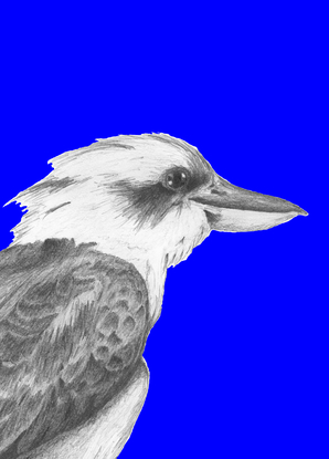 (CreativeWork) Laughing Kookaburra (Blue) Head Ed. 27 of 50 by Peter Tugwell. Reproduction Print. Shop online at Bluethumb.