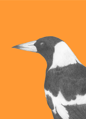 (CreativeWork) Black-backed magpie (Orange) Head Ed. 40 of 50 by Peter Tugwell. Reproduction Print. Shop online at Bluethumb.