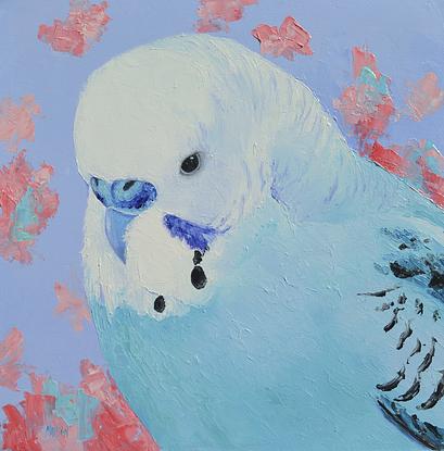 Bird portrait of a blue and white budgie.