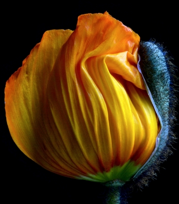 (CreativeWork) Yellow Poppy Bud Ed. 1 of 100 by Nadia Culph. Photograph. Shop online at Bluethumb.