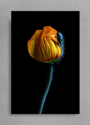 (CreativeWork) Yellow Poppy Bud Ed. 1 of 100 by Nadia Culph. Photograph. Shop online at Bluethumb.