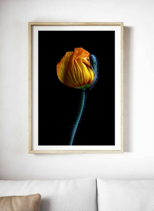 (CreativeWork) Yellow Poppy Bud Ed. 1 of 100 by Nadia Culph. Photograph. Shop online at Bluethumb.