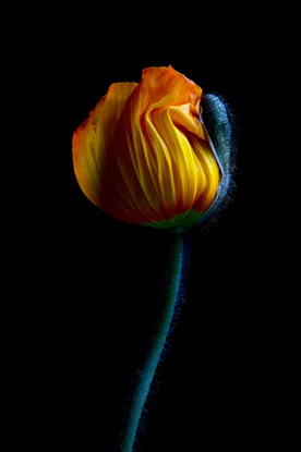 (CreativeWork) Yellow Poppy Bud Ed. 1 of 100 by Nadia Culph. Photograph. Shop online at Bluethumb.