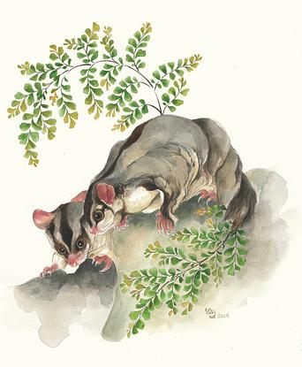 (CreativeWork) The Sugar Gliders & the Maidenhair  by Lamice Ali. Watercolour. Shop online at Bluethumb.