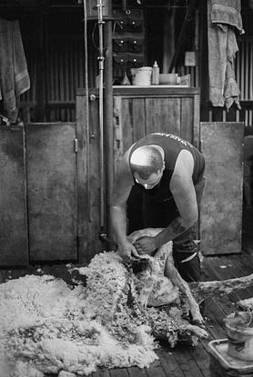 (CreativeWork) Outback Shearing No.2 by Chloe Shire. Photograph. Shop online at Bluethumb.