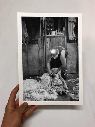 (CreativeWork) Outback Shearing No.2 by Chloe Shire. Photograph. Shop online at Bluethumb.