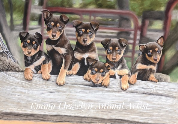 A litter of kelpies puppies in old cattleyards 