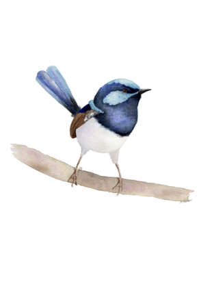 (CreativeWork) Fairy Wren by Amy Curran. Watercolour. Shop online at Bluethumb.