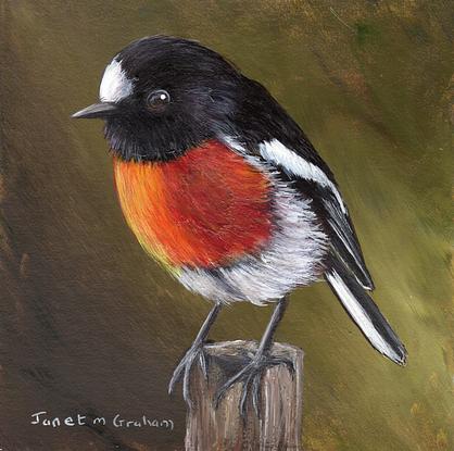 ORIGINAL Robin Watercolour Painting, buying Australian Scarlet Robin, Watercolour Birds