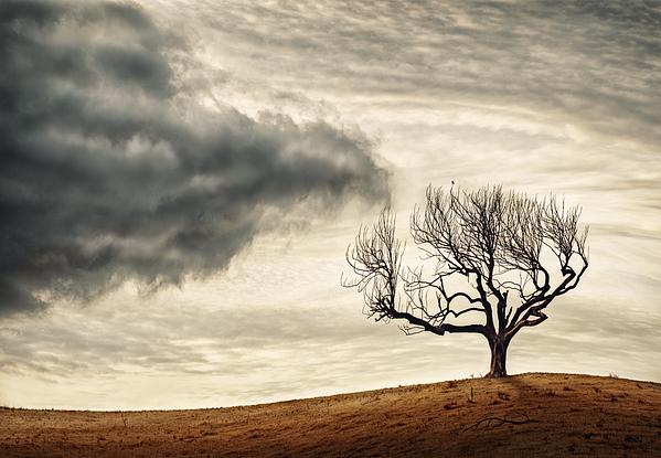 (CreativeWork) Passing Cloud and Tree Ed. 1 of 50 by Tony Lopes. Photograph. Shop online at Bluethumb.