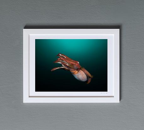 (CreativeWork) Courtship Ed. 6 of 50 by Talia Greis. Photograph. Shop online at Bluethumb.