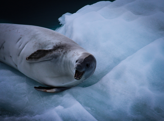 (CreativeWork) Crabeater seal by Rachelle Balez. Photograph. Shop online at Bluethumb.