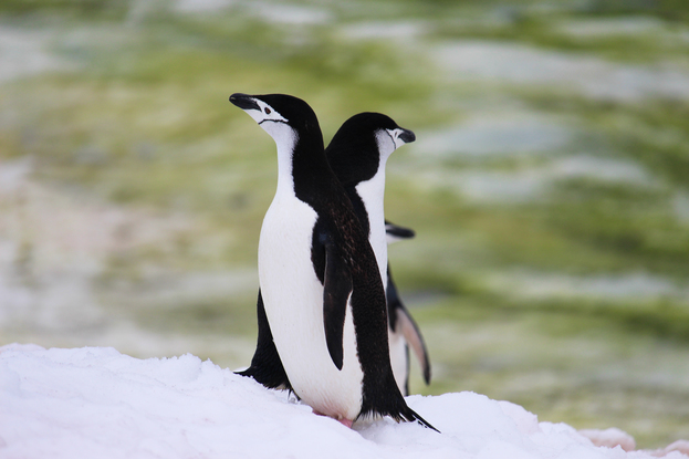 (CreativeWork) Chinstrap penguins by Rachelle Balez. Photograph. Shop online at Bluethumb.