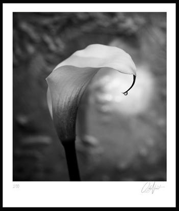 (CreativeWork) Calla Lily's Tear Ed. 2 of 20 by Olga Nebot. Photograph. Shop online at Bluethumb.