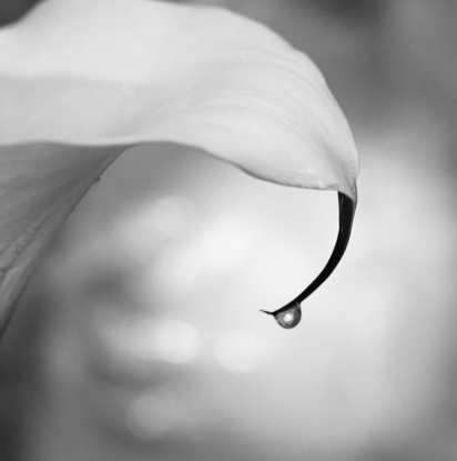 (CreativeWork) Calla Lily's Tear Ed. 2 of 20 by Olga Nebot. Photograph. Shop online at Bluethumb.