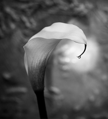 (CreativeWork) Calla Lily's Tear Ed. 2 of 20 by Olga Nebot. Photograph. Shop online at Bluethumb.