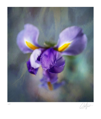 (CreativeWork) Like a bird Ed. 1 of 20 by Olga Nebot. Photograph. Shop online at Bluethumb.