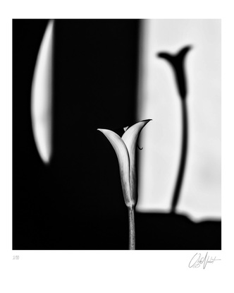 (CreativeWork) Heart and Shadows Ed. 1 of 25 by Olga Nebot. Photograph. Shop online at Bluethumb.