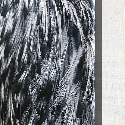 (CreativeWork) Emu feathers canvas print Ed. 4 of 30 by Jennifer Bell. Reproduction Print. Shop online at Bluethumb.