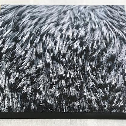 (CreativeWork) Emu feathers canvas print Ed. 4 of 30 by Jennifer Bell. Reproduction Print. Shop online at Bluethumb.