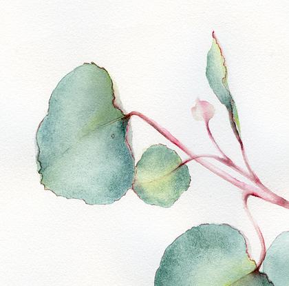 (CreativeWork) Eucalyptus leaves by Cecilia Xiao. Watercolour. Shop online at Bluethumb.