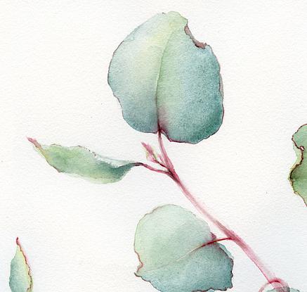 (CreativeWork) Eucalyptus leaves by Cecilia Xiao. Watercolour. Shop online at Bluethumb.