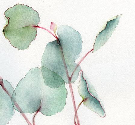 (CreativeWork) Eucalyptus leaves by Cecilia Xiao. Watercolour. Shop online at Bluethumb.