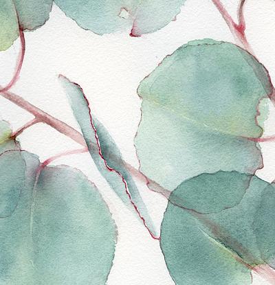 (CreativeWork) Eucalyptus leaves by Cecilia Xiao. Watercolour. Shop online at Bluethumb.