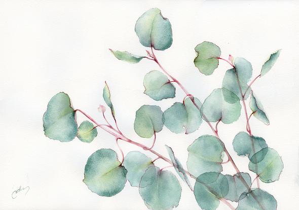 (CreativeWork) Eucalyptus leaves by Cecilia Xiao. Watercolour. Shop online at Bluethumb.