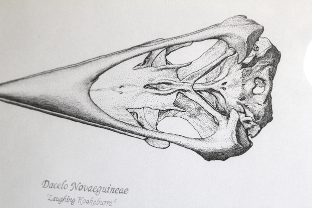 Scientific Study of Kookaburra Skulls