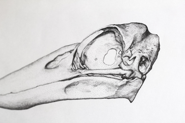 Scientific Study of Kookaburra Skulls