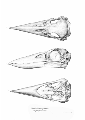 Scientific Study of Kookaburra Skulls