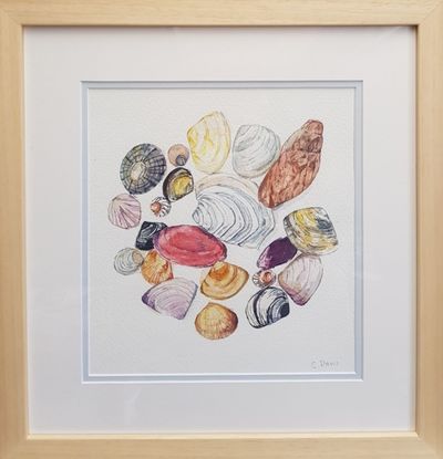 Watercolour painting of a circle of a variety of shells of different colours and shapes.