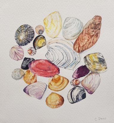 Watercolour painting of a circle of a variety of shells of different colours and shapes.