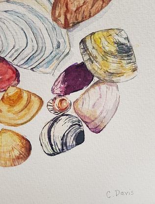 Watercolour painting of a circle of a variety of shells of different colours and shapes.