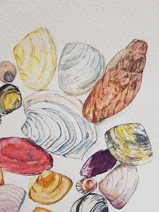 Watercolour painting of a circle of a variety of shells of different colours and shapes.