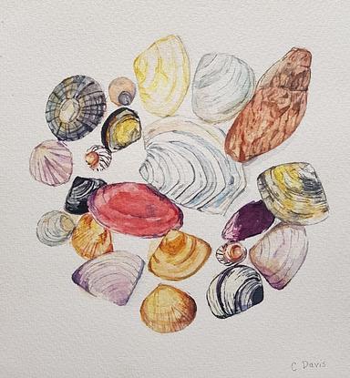 Watercolour painting of a circle of a variety of shells of different colours and shapes.