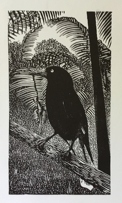 (CreativeWork) Currawong Ed. 3 of 50 by Gilbert Schultz. Reproduction Print. Shop online at Bluethumb.